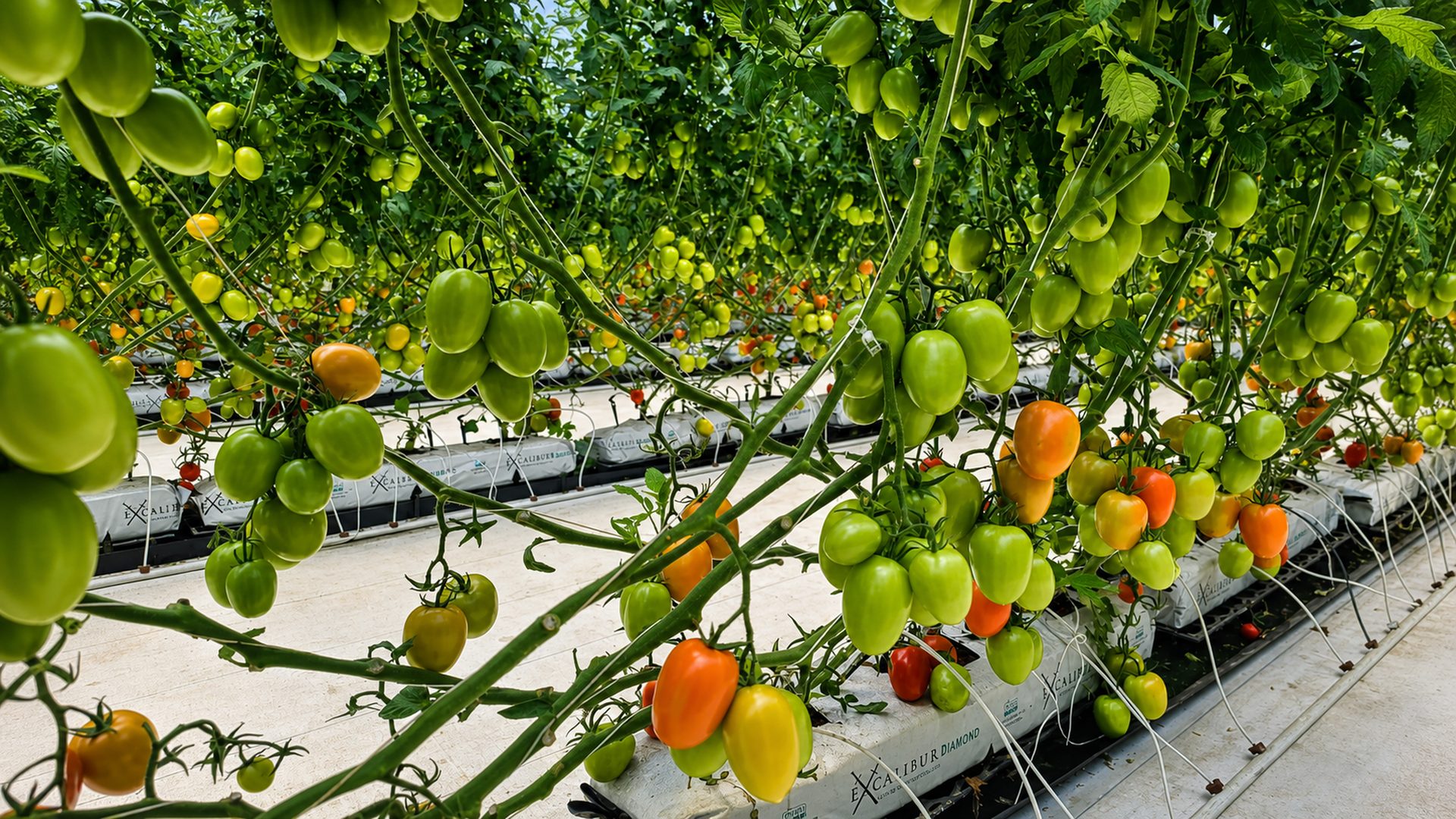 Clusters of Roma tomatoes developing and ripening inside a protected greenhouse